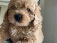 Aciliyeti var orjinal maltipoo yavruları