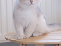Safkan british shorthair Ay12 dişi