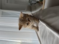 3 Aylık Dişi British Shorthair