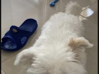 6.5 aylık erkek terrier