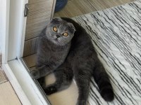 ÜCRETSİZ SAHİPLENDİRME KEDİMİZ