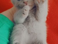 Yavru scottish fold kediler