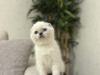 SCOTTISH FOLD BLUE POİNT YAVRULARIM 