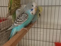 Jumbo muhabbet kuşu yavruları