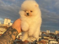 Pomeranian boo yavrular