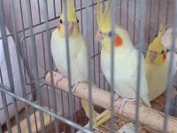 Ev üretimi ele alıştırmalık sultan papağanı