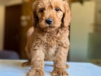 2 aylık dişi Maltipoo yavrusu
