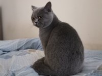 1 Yaşında Erkek British Shorthair