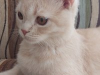 Scottish Straight uysal kedi
