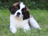 St bernard yavrular