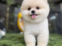 Pomeranian boo pamuk şekeri tadında