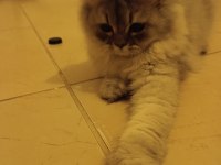 Sakin kendi halinde sevilmeyi çok seven bir kedidir