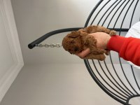Red toy Poodle