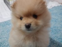 2 aylık dişi pomeranian yavrumuz (yuva arıyor)