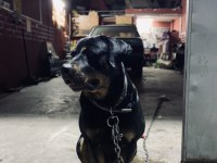 Dişi rottweiler