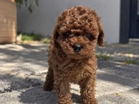 Görenin Bir Daha Baktığı Poodle Yavruları