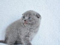 Kucak delisi Gri Scottish Fold Shorthair yavrumuz