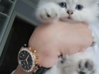 British longhair blue point erkek safkan mavi göz