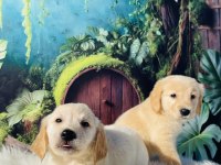Baby Face Golden Retriever