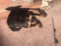2 aylık yavru dişi doberman yavrusu
