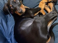 Eğitim Ve Bakım Destekli Doberman