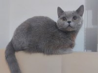 British Shorthair 9 aylık erkek