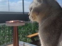 Sahiplendirme Acil Kedimizi