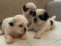 Shih Tzu Bebekleri