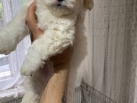 2 aylık erkek terrier