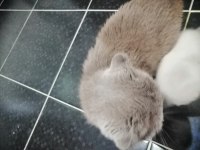 Scottish Fold Kedimiz 1 Yaşında