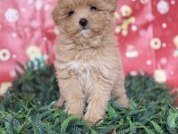 MALTİPOO YAVRU KÖPEĞİMİZ