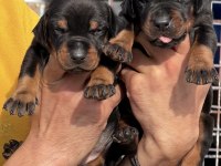 Doberman yavrularımız 