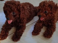 Bebek Yüzlü Poodle Yavrular
