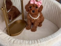 Yasal Köpek Çiftliğinden Toypoodle Yavrularımız 
