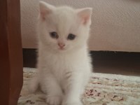 Pamuk british shorthair kızımız