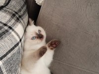 A kalite garantili british shorthair yavrularım