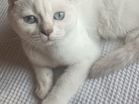 Scottish fold 30 mayıs doğumlu