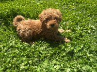 Toy Poodle 0 Numara