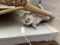 Scottish Fold 5 yaş