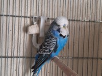 Yavru dişi show jumbo muhabbet kuşları
