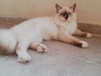Ragdoll Erkek Kedim