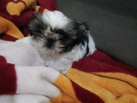 FCI A PEDİGREE NADİR RENK MİNİK SHIH TZU YAVRULARIMIZ
