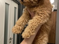 Poodle erkek yavru