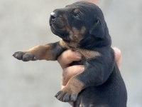 Irk garantili doberman yavrular
