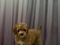 Poodle Ayarında Maltipoo Erkek