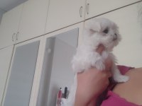 MALTESE mini boy