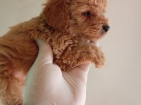 IRK VE SAĞLIK GARANTİ MALTİPOO YAVRULARIM