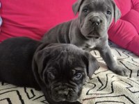 A Scr dev Cane Corso yavrularımız