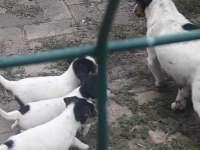 Kısa bacak saf kan jack russell yavrular