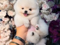 Ayı Surat Pomeranian Bebekler